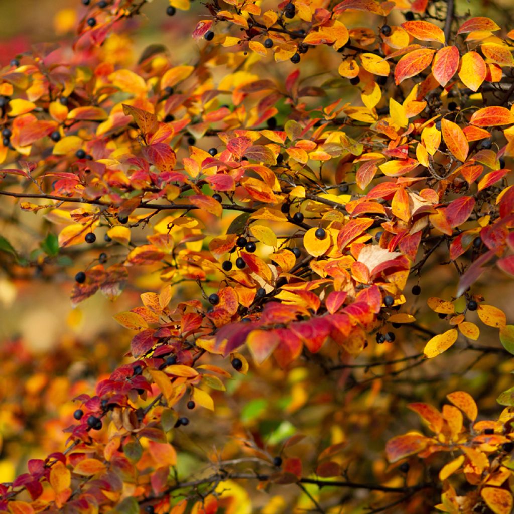 Cotoneáster lucidus