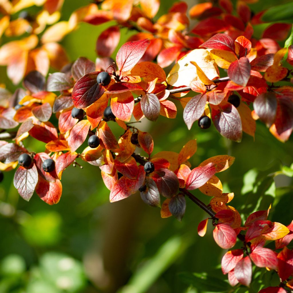 Cotoneáster lucidus