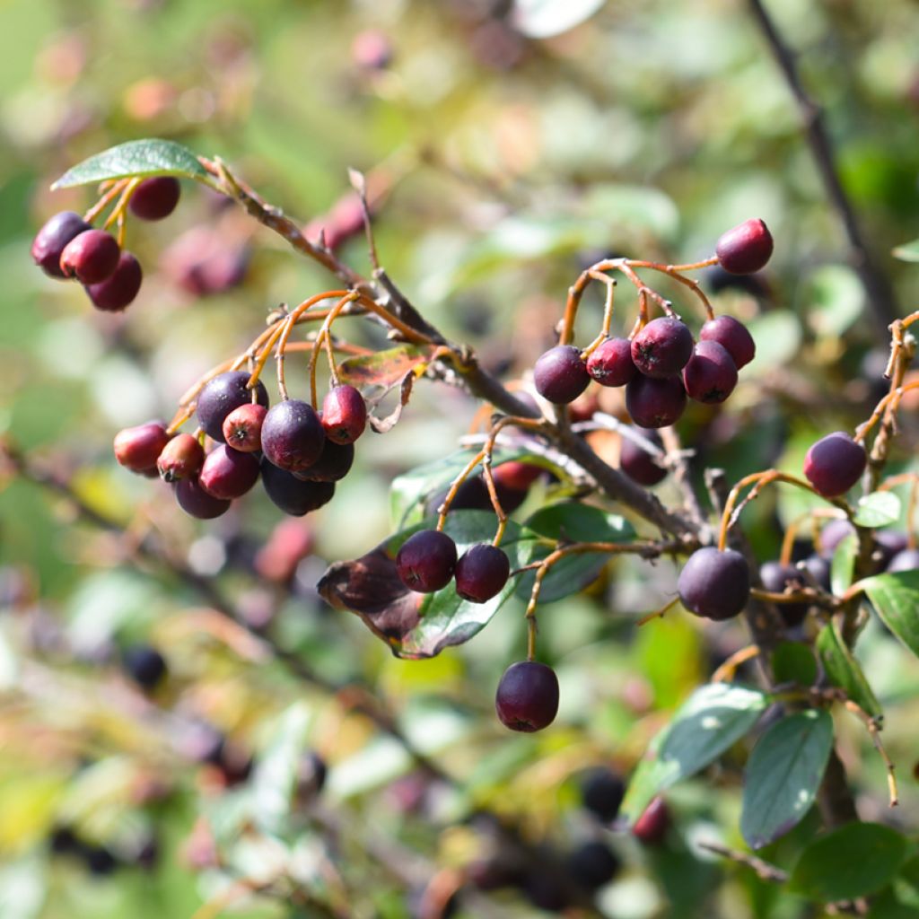 Cotoneáster lucidus