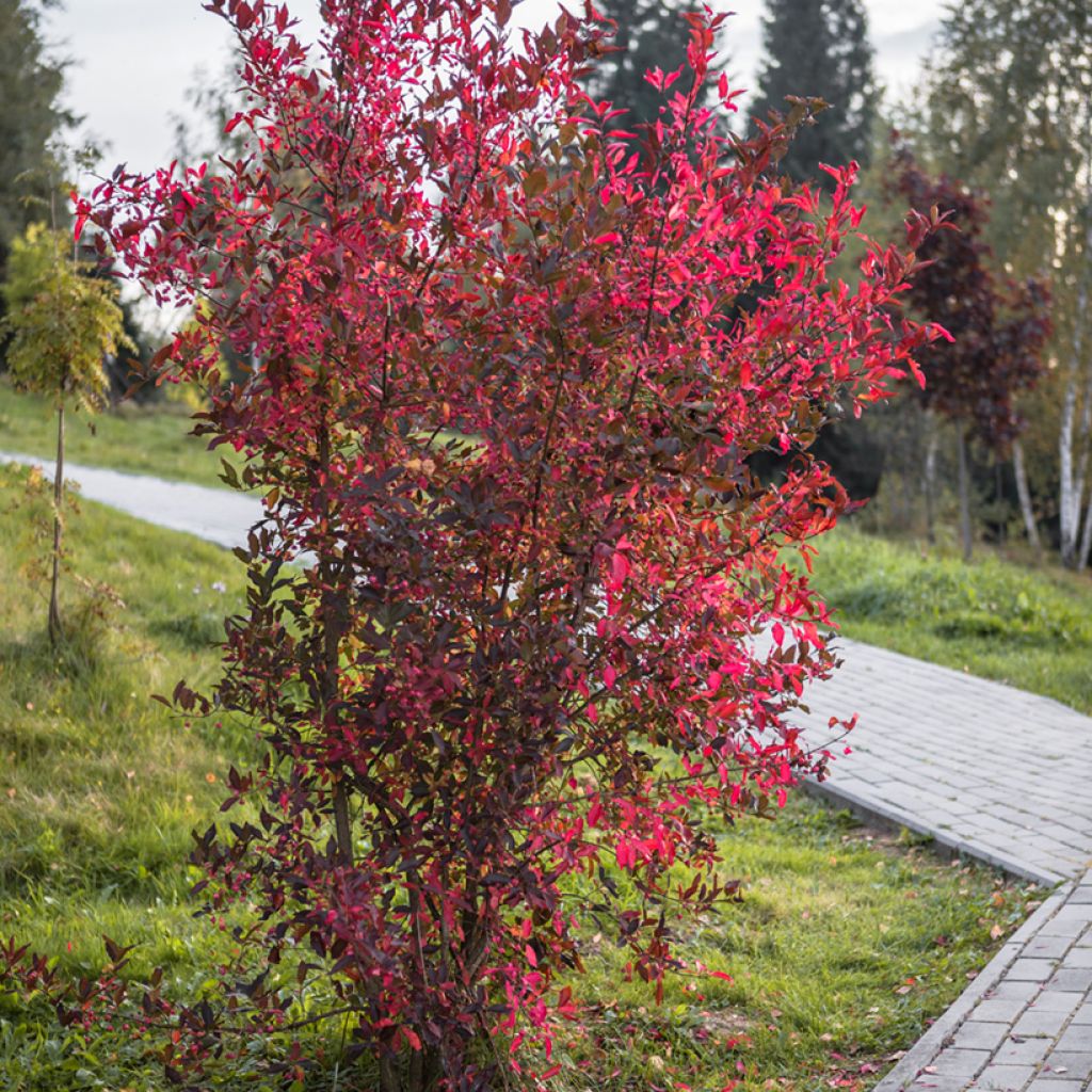 Cotoneáster lucidus