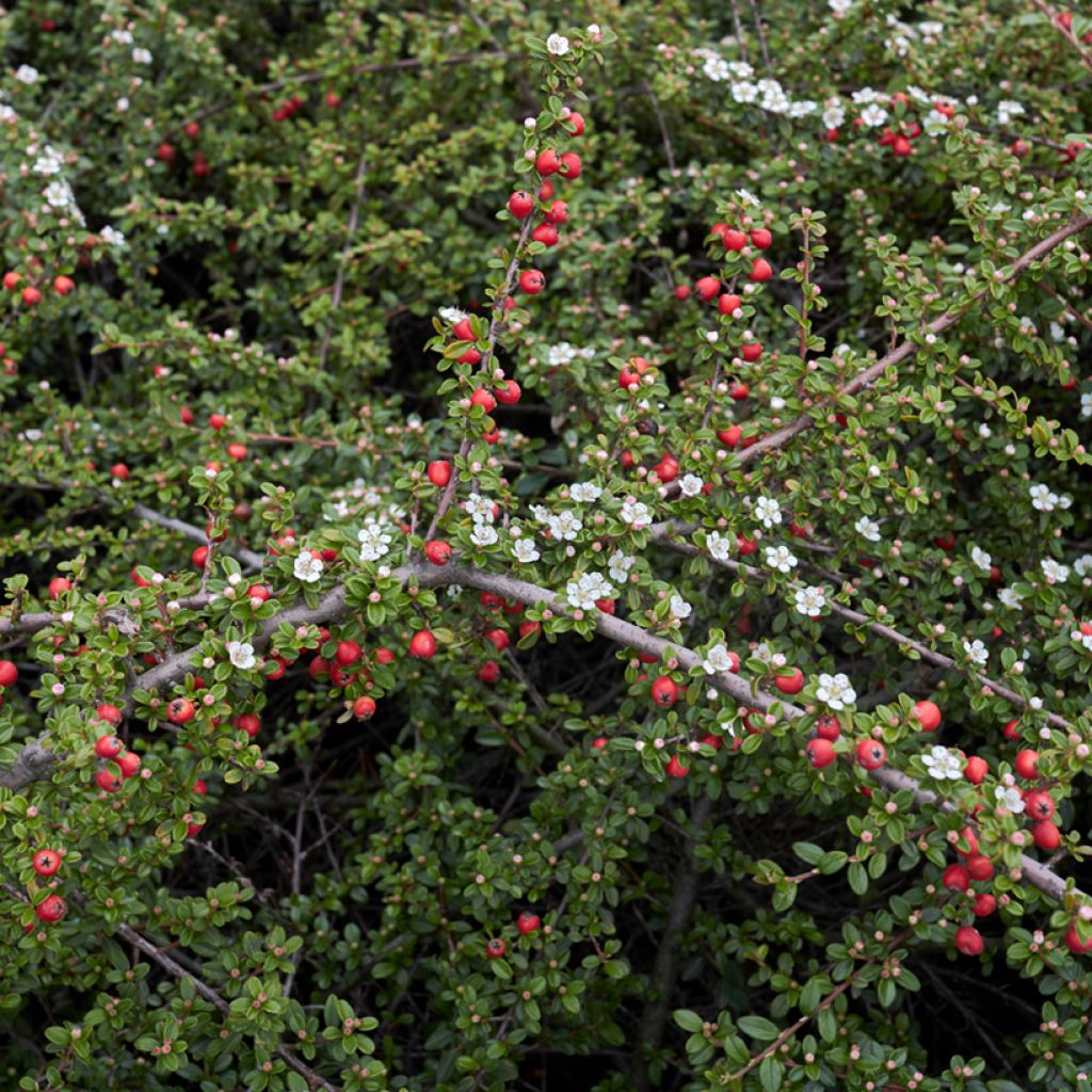 Cotoneaster microphyllus - Cotonéaster-de-folhas-pequenas