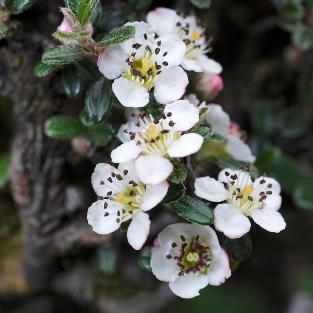 Cotoneaster microphyllus - Cotonéaster-de-folhas-pequenas