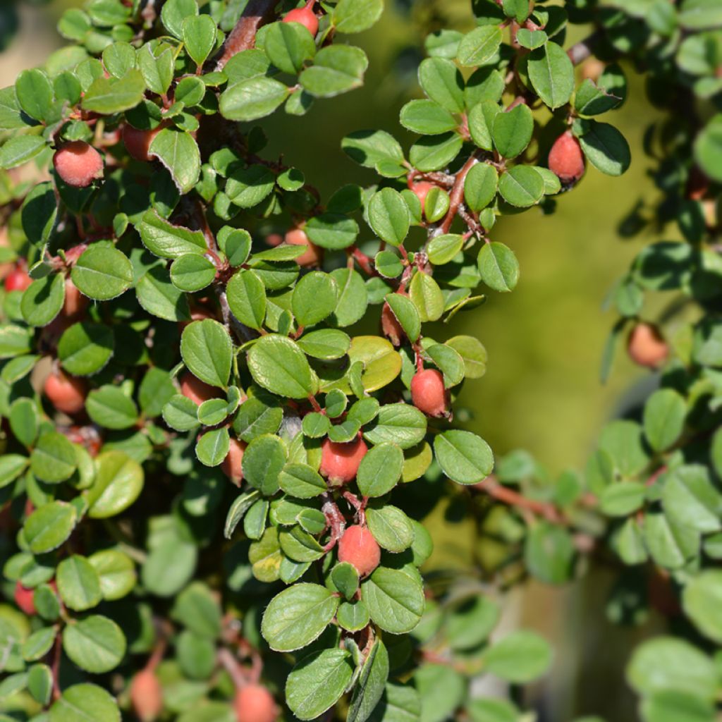 Cotoneaster procumbens Streibs Findling - Cotoneáster-rasteiro