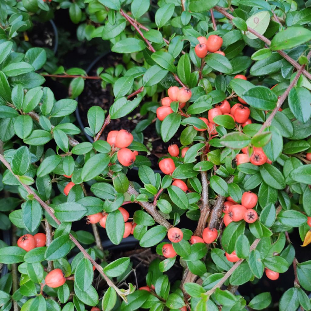 Cotonastro rasteiro Coral Beauty - Cotoneaster suecicus