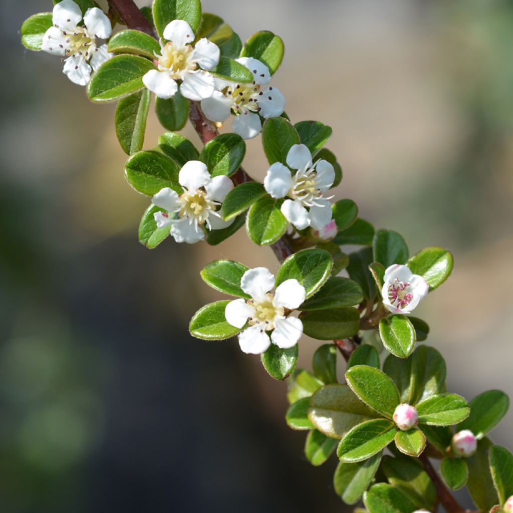 Cotonastro rasteiro Coral Beauty - Cotoneaster suecicus