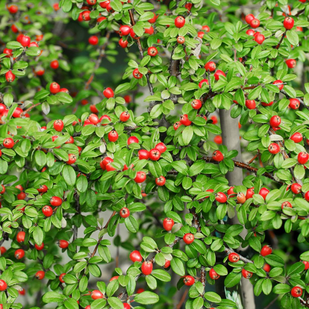 Cotonastro rasteiro Coral Beauty - Cotoneaster suecicus