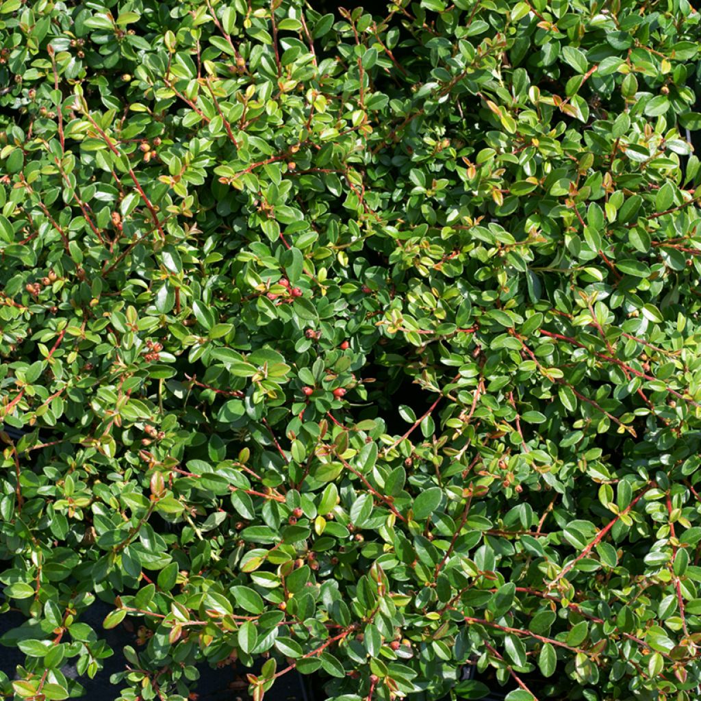 Cotonastro rasteiro Skogholm - Cotoneaster suecicus