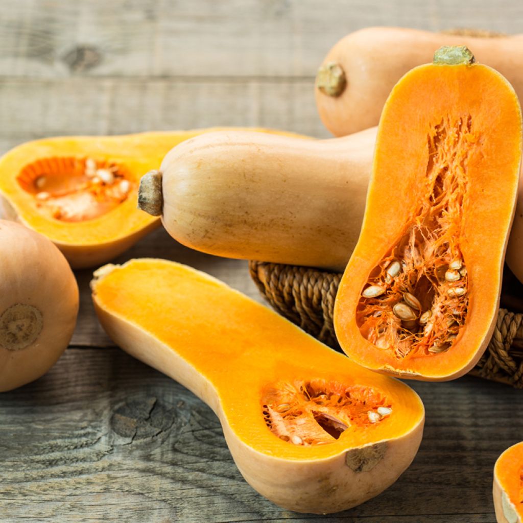Abóbora Butternut Bio sementes