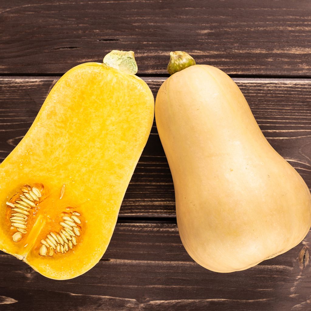 Abóbora Butternut Waltham