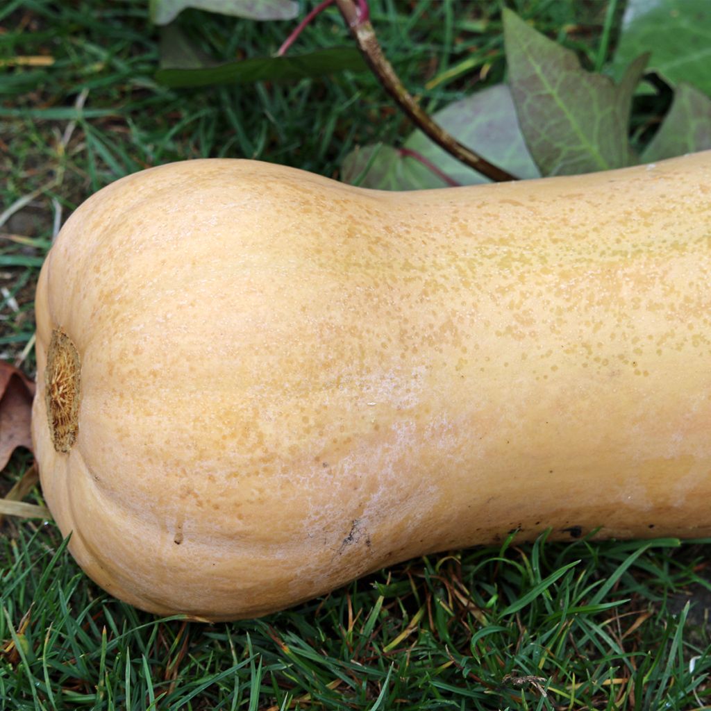 Abóbora Butternut Waltham