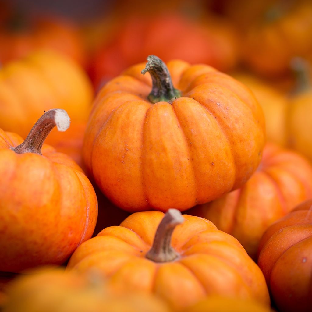 Abóbora Jack Be Little - Pomarine