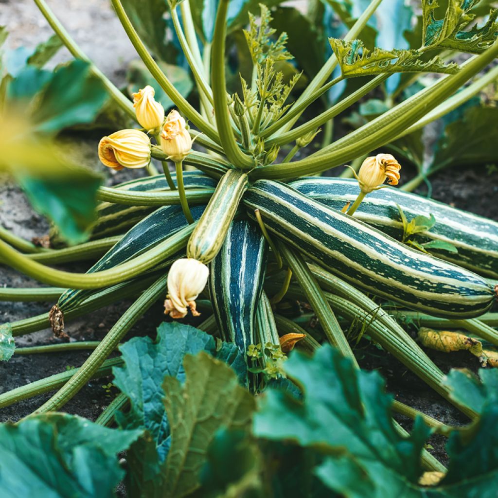 Abóbora Long Green Striped