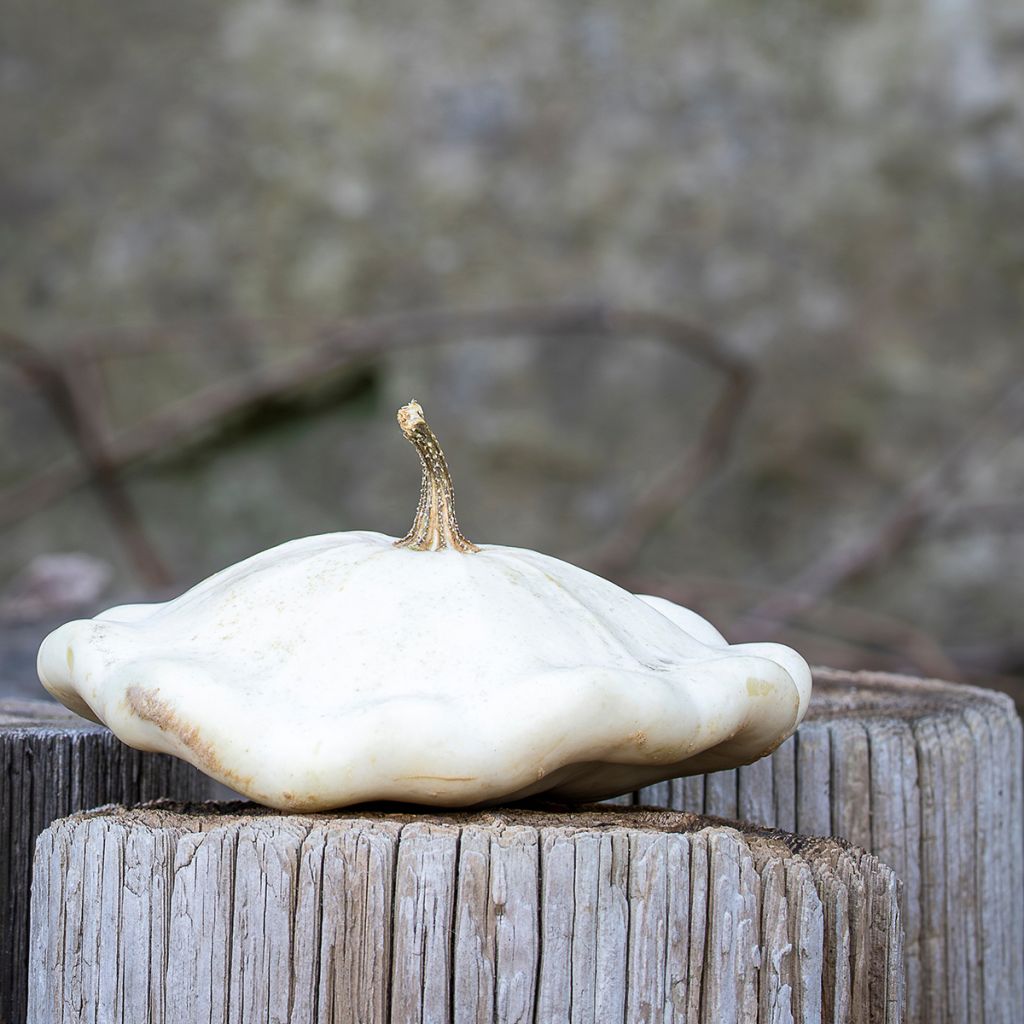 Abóbora-patisson Branco