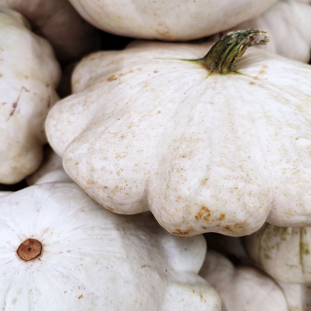 Abóbora-patisson Branco