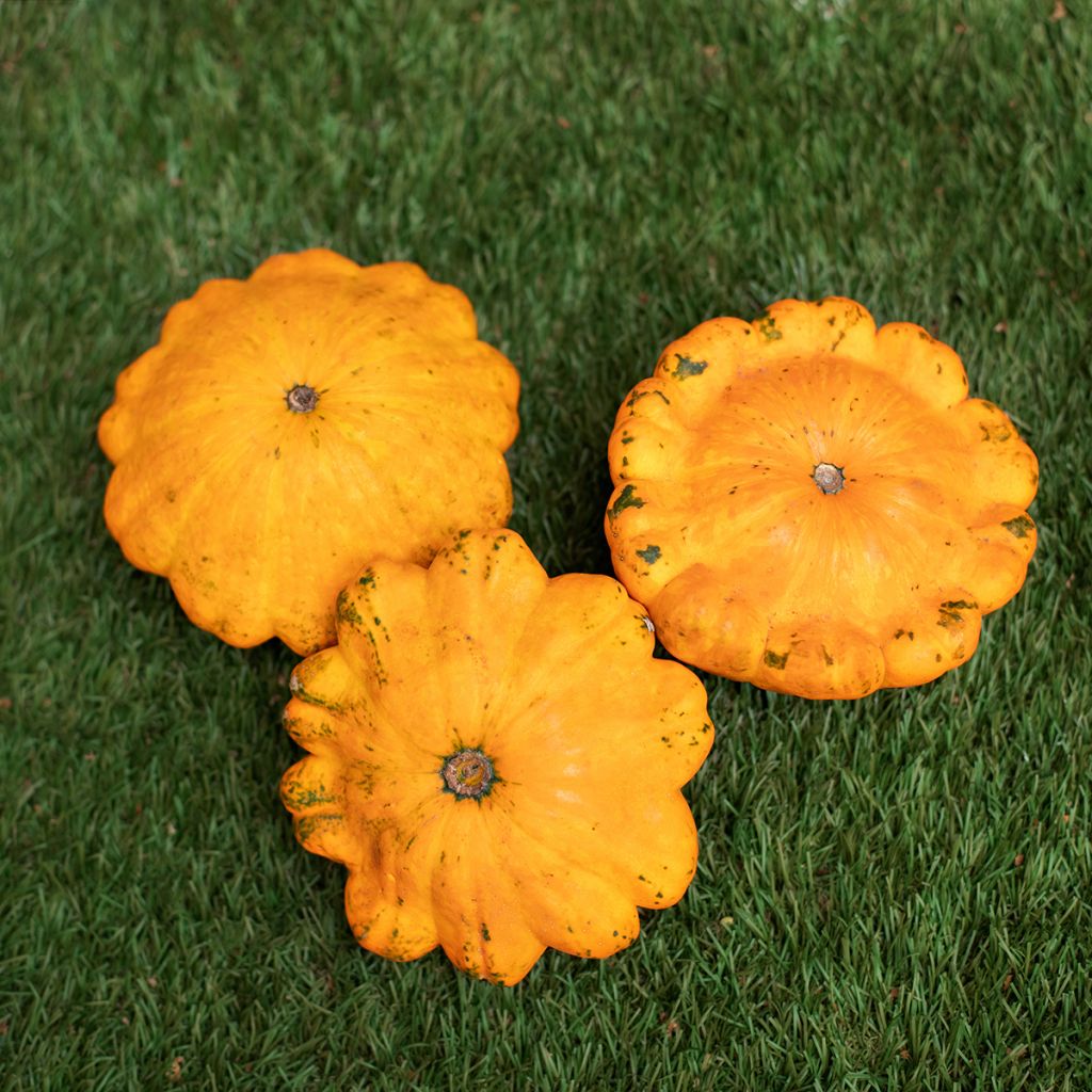 Abóbora-Pâtisson laranja