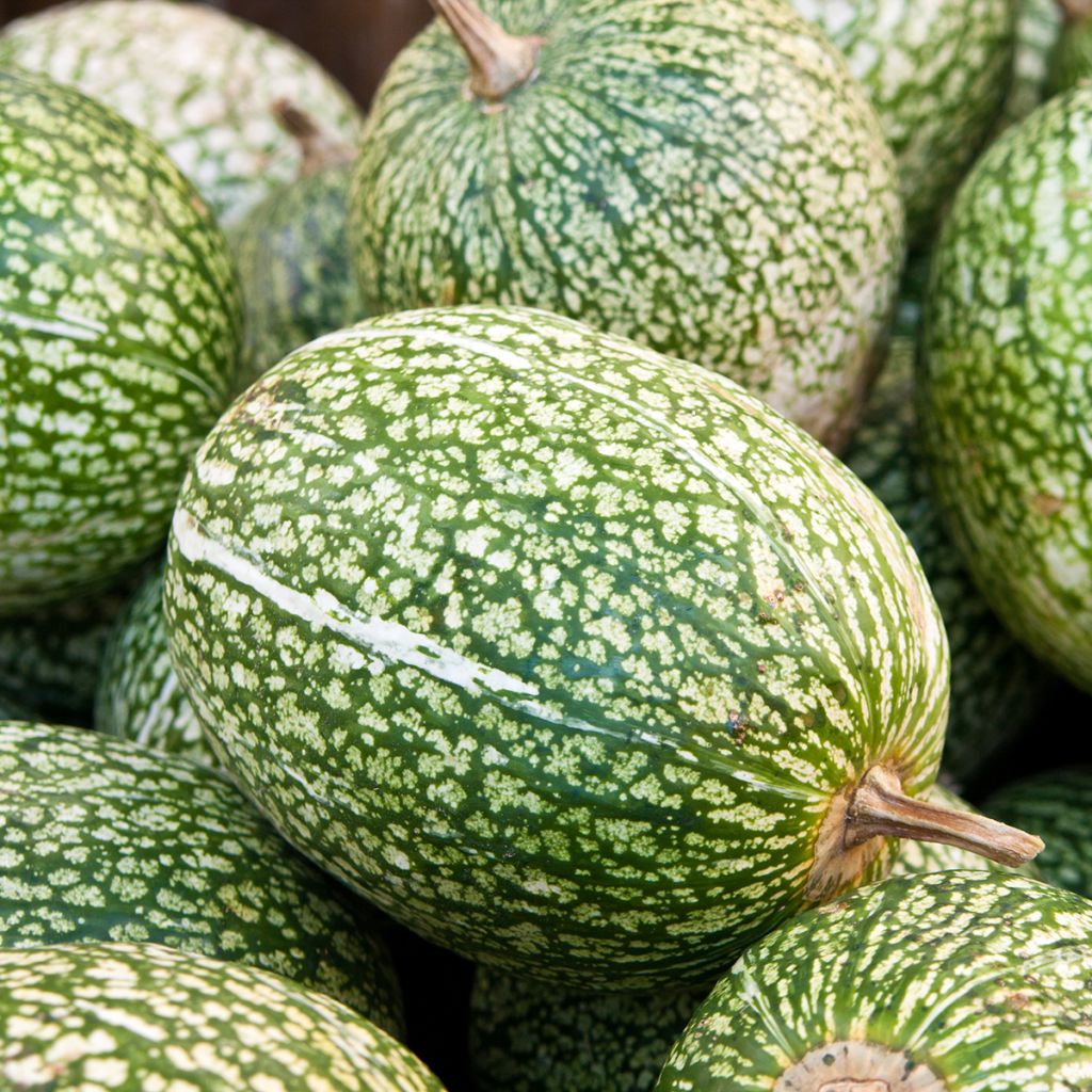 Abóbora-gila Siam - Ferme de Sainte Marthe Bio