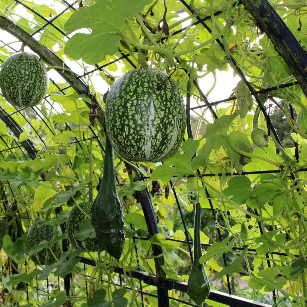 Abóbora-gila Siam - Ferme de Sainte Marthe Bio