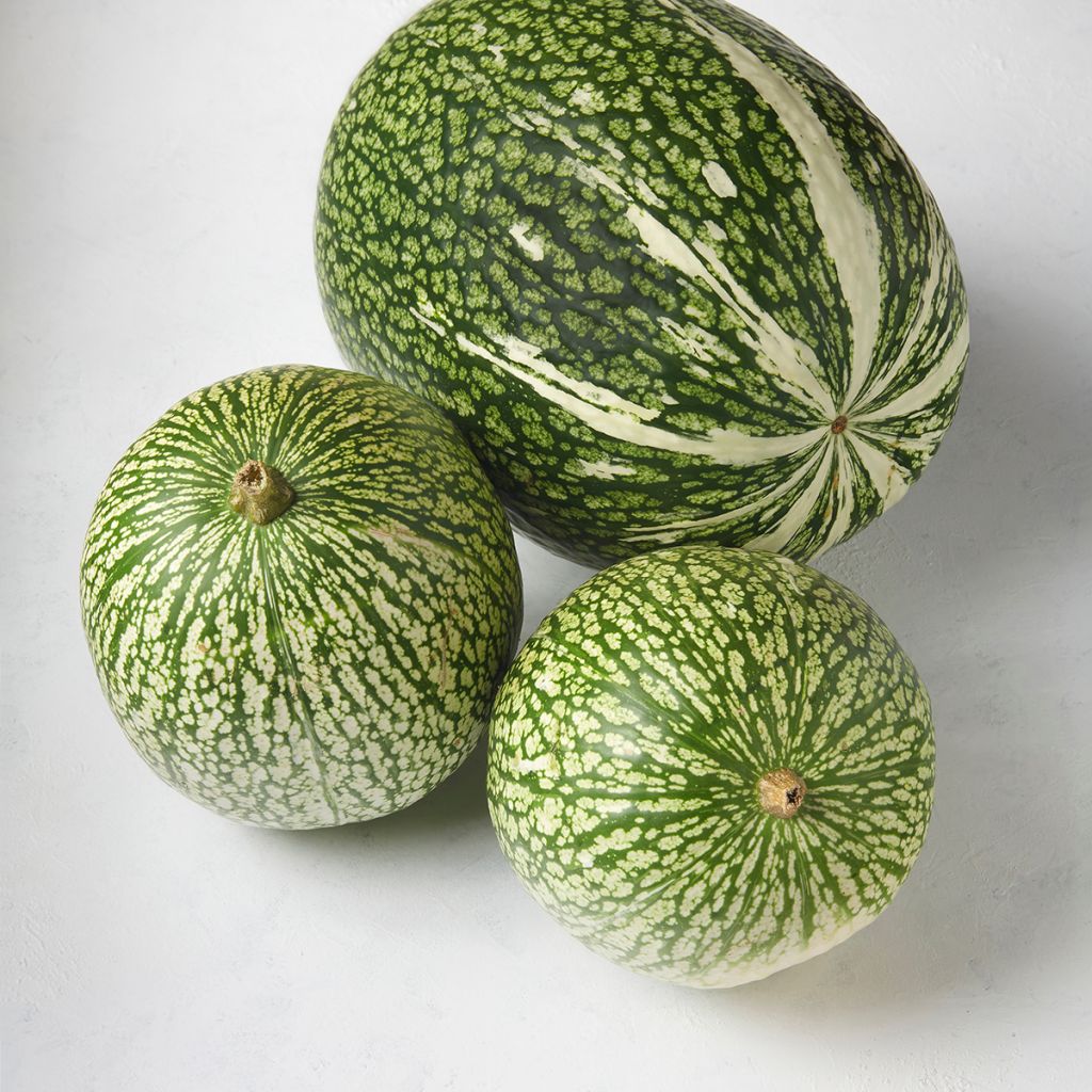 Abóbora-gila Siam - Ferme de Sainte Marthe Bio