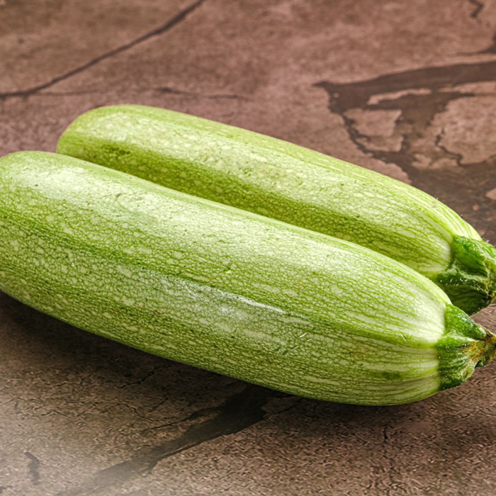 Courgette Amalthée F1 Bio