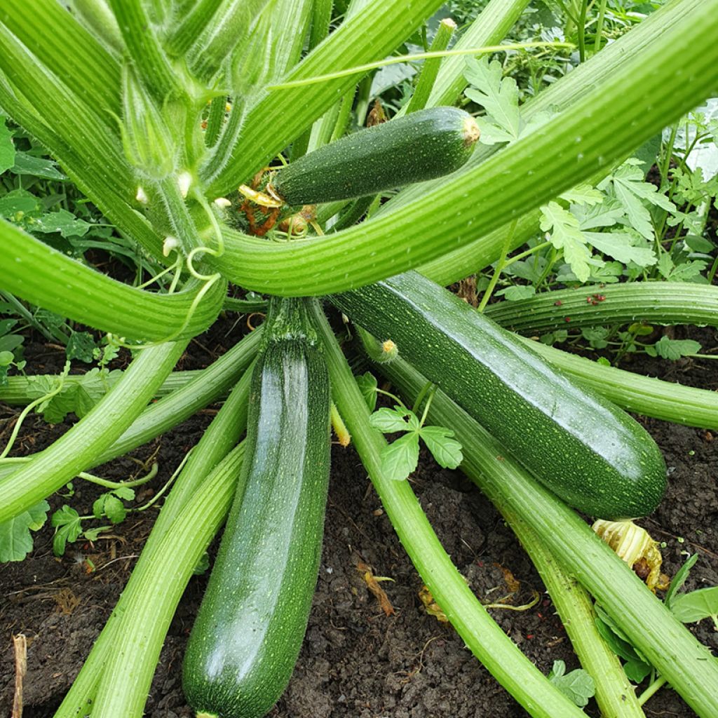 Courgette Anissa F1 híbrido F1 Vilmorin