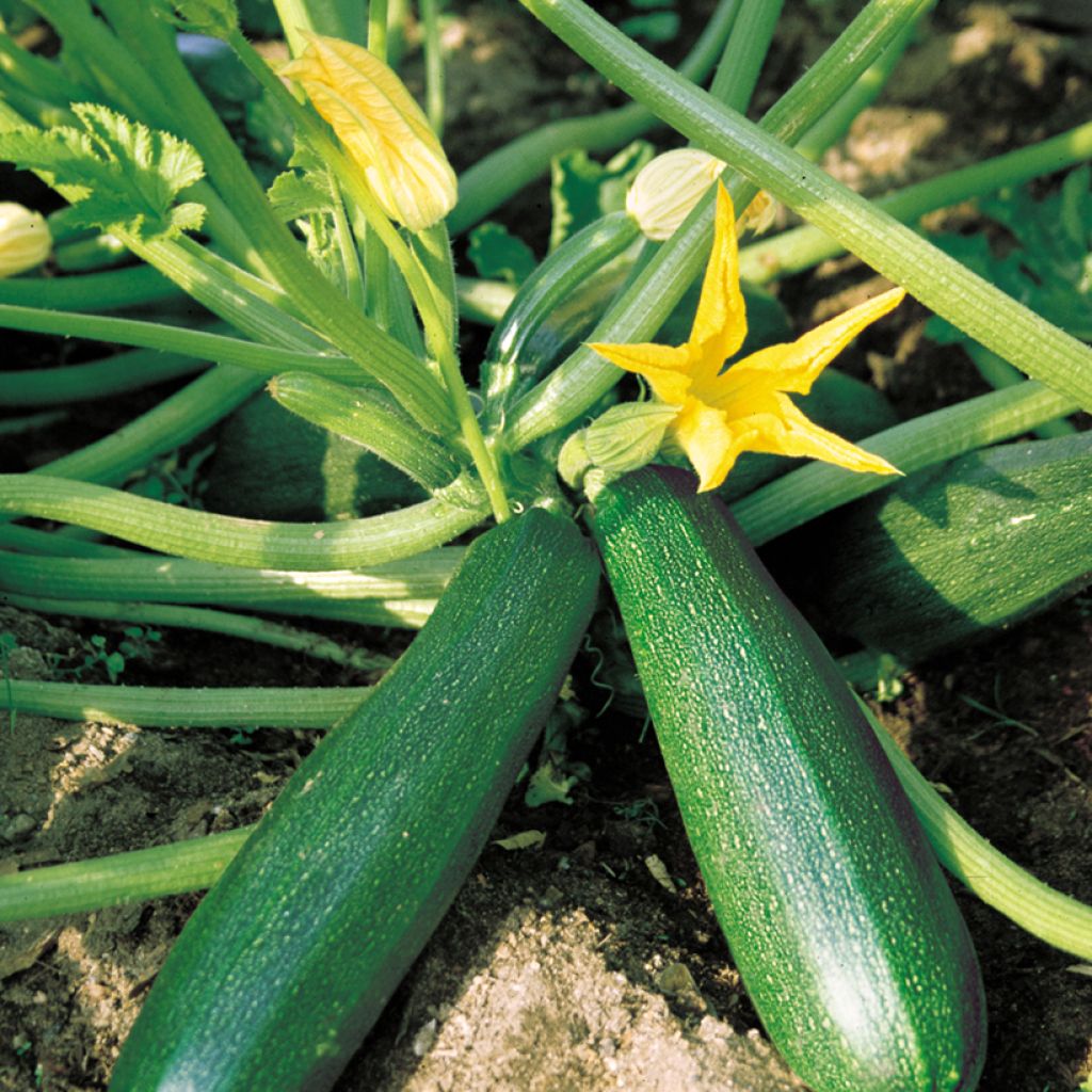 Courgette Belor F1 Vilmorin