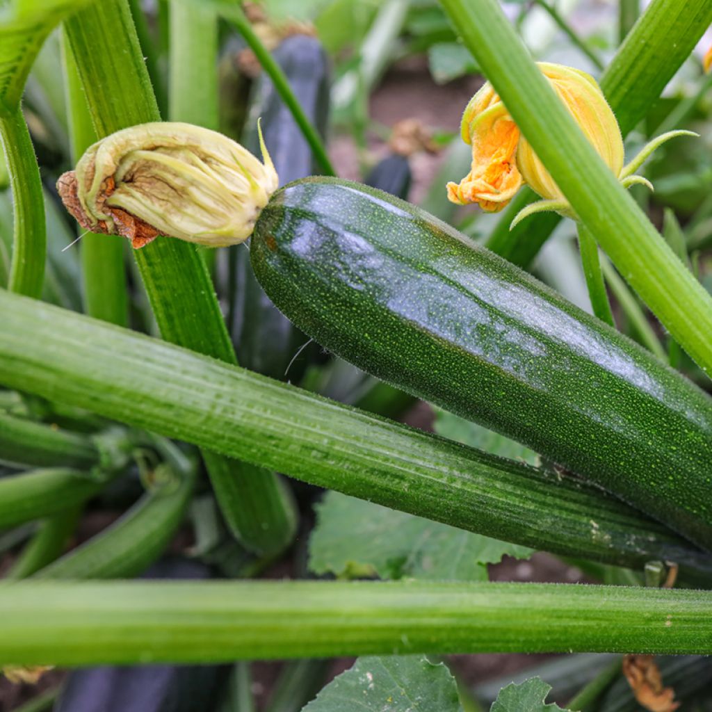 Courgette Defender F1