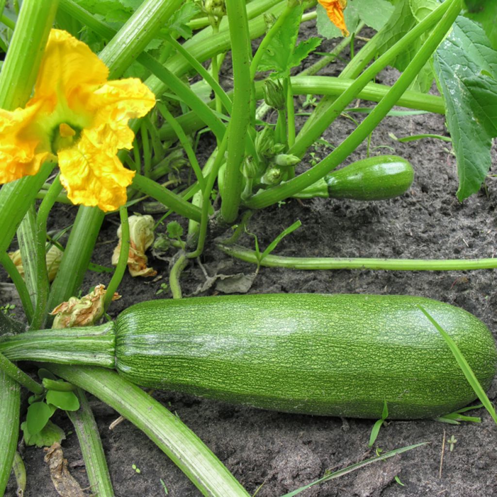 Courgette Diamant F1 plantas jovens