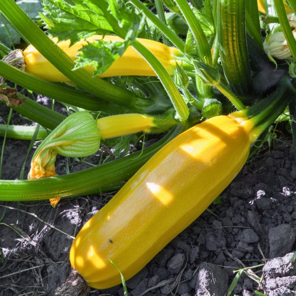 Courgette Easy Pick Gold F1 plantas jovens
