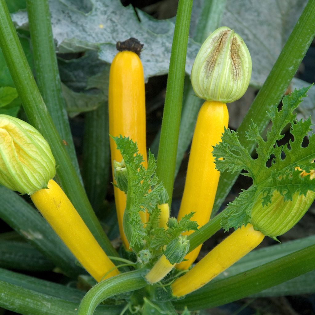 Courgette Gold Rush F1 amarela