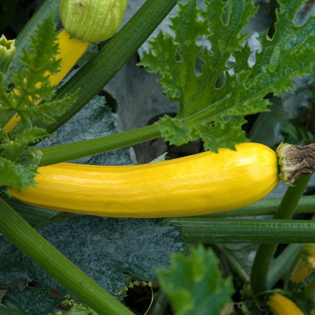 Courgette Gold Rush F1 amarela