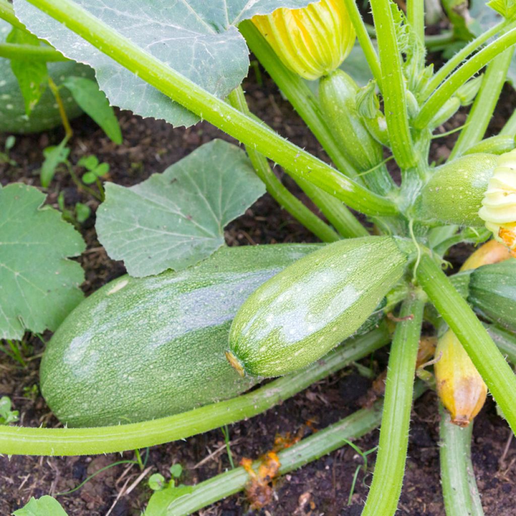 Courgette Greyzini - Ferme de Sainte Marthe Bio