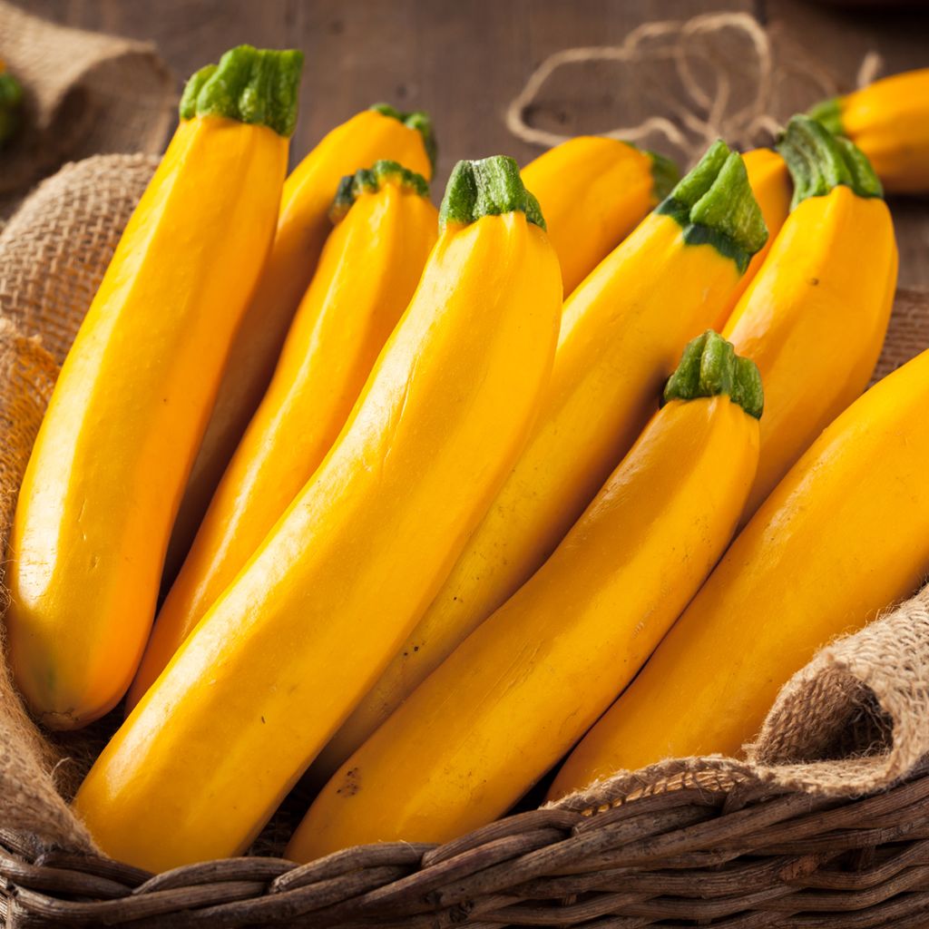 Courgette Lingodor F1 amarela