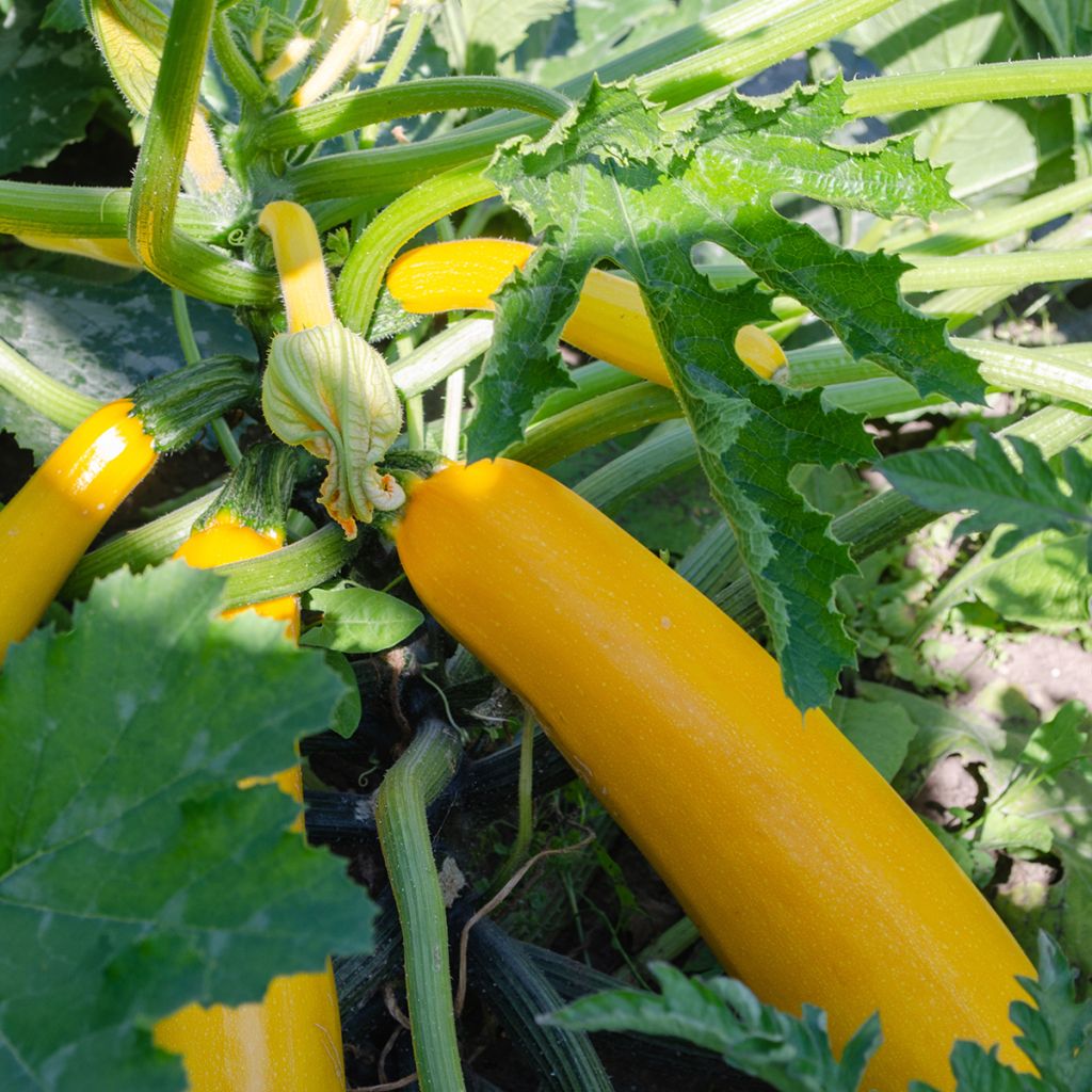 Courgette Lingodor F1 amarela
