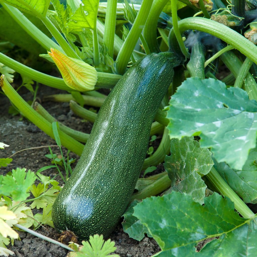 Courgette Midnight F1