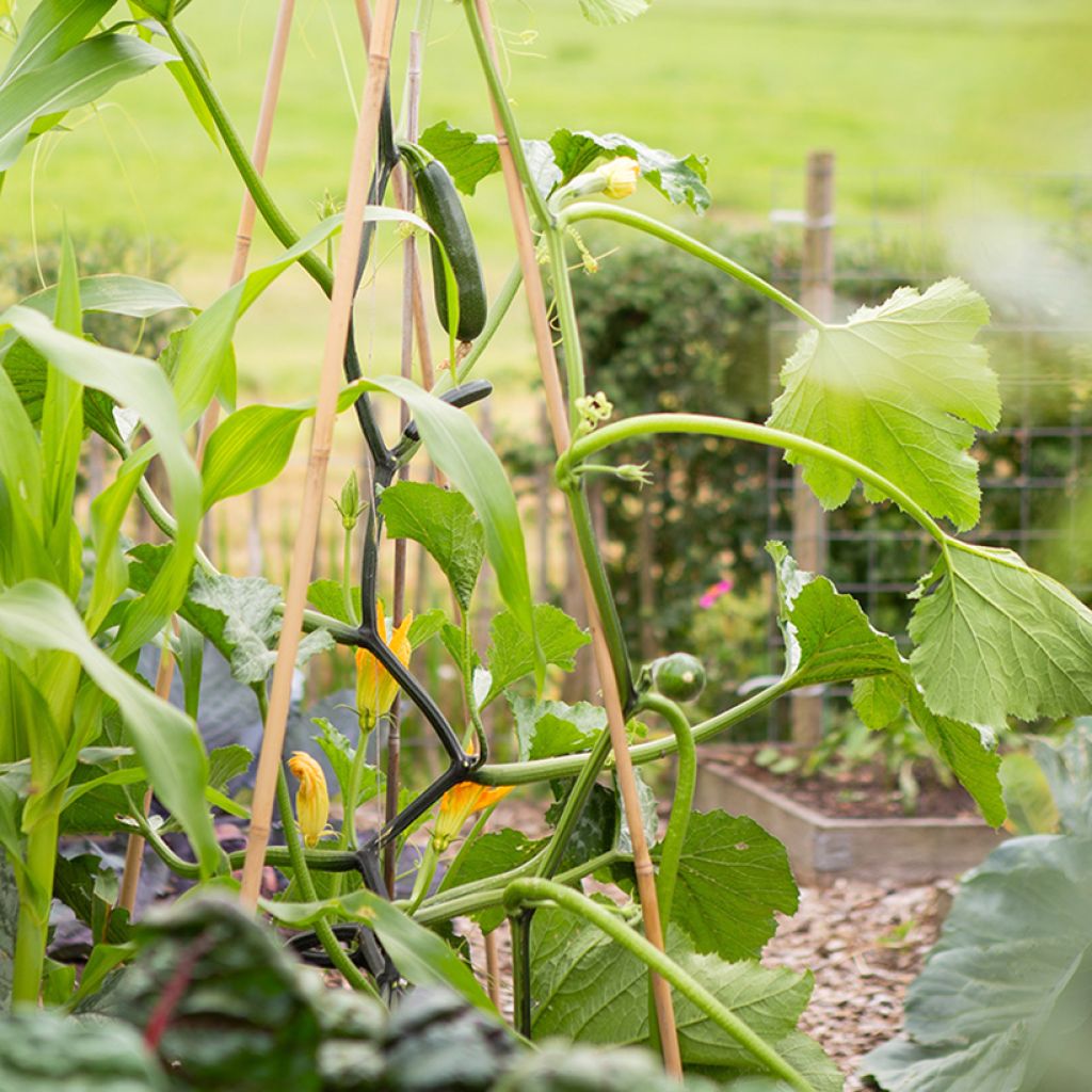 Curgete trepadeira 'Ola Escaladora' F1, biológica