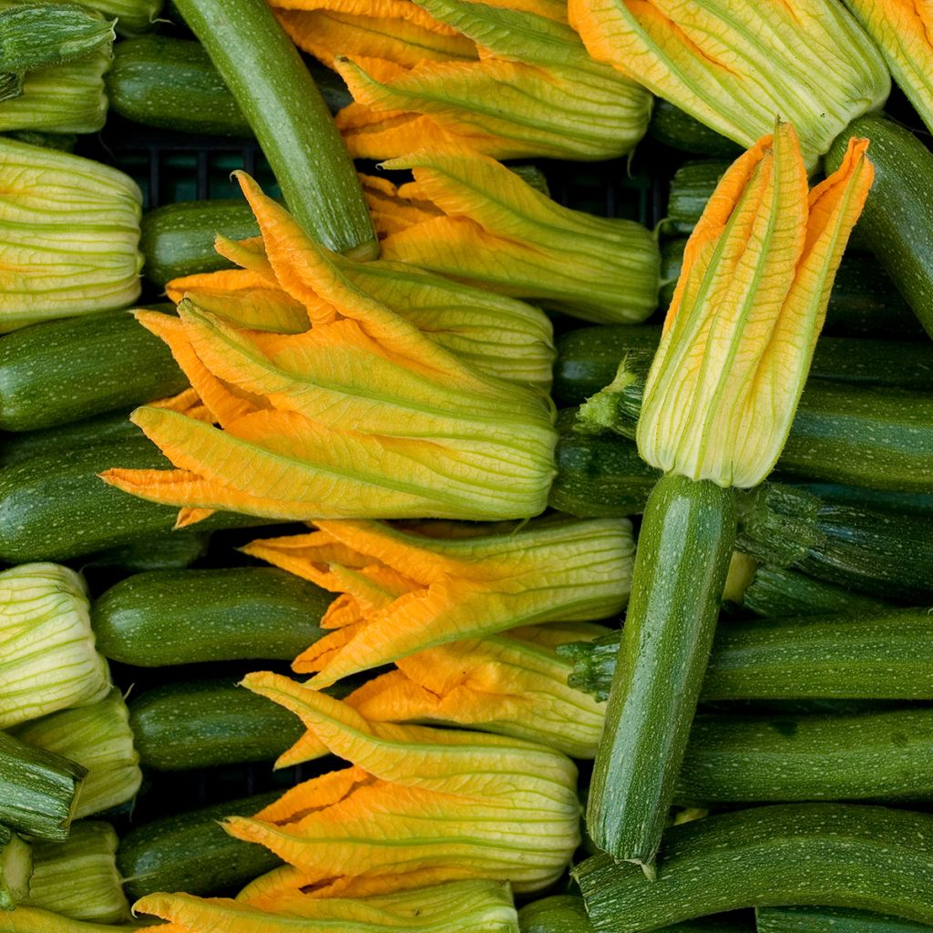 Courgette Verde de Milão - Black Beauty Bio