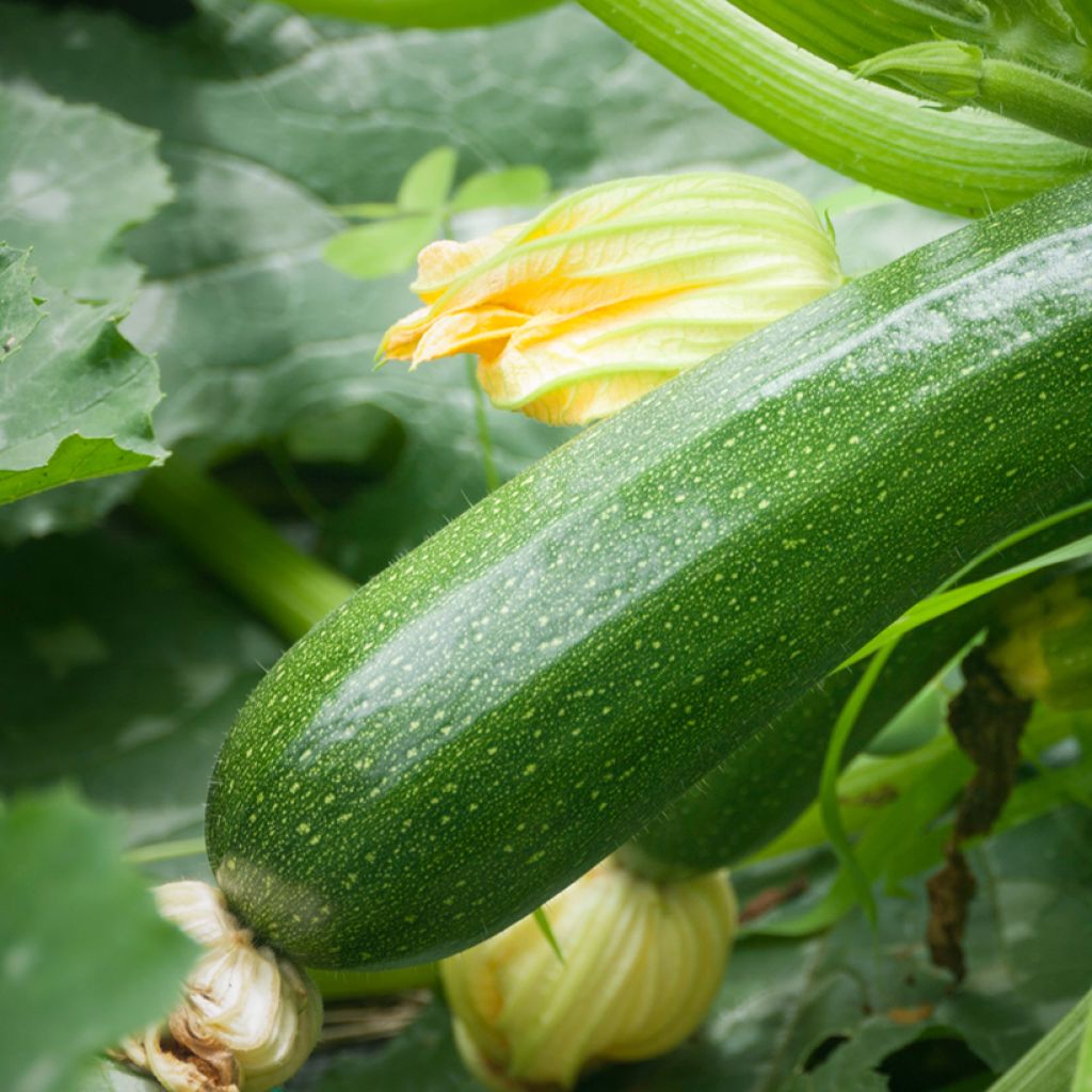 Courgette verde não trepadeira Bio para horta