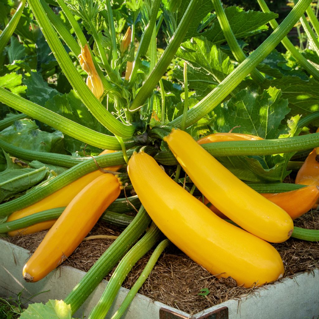 Courgette Goldena Bio amarela
