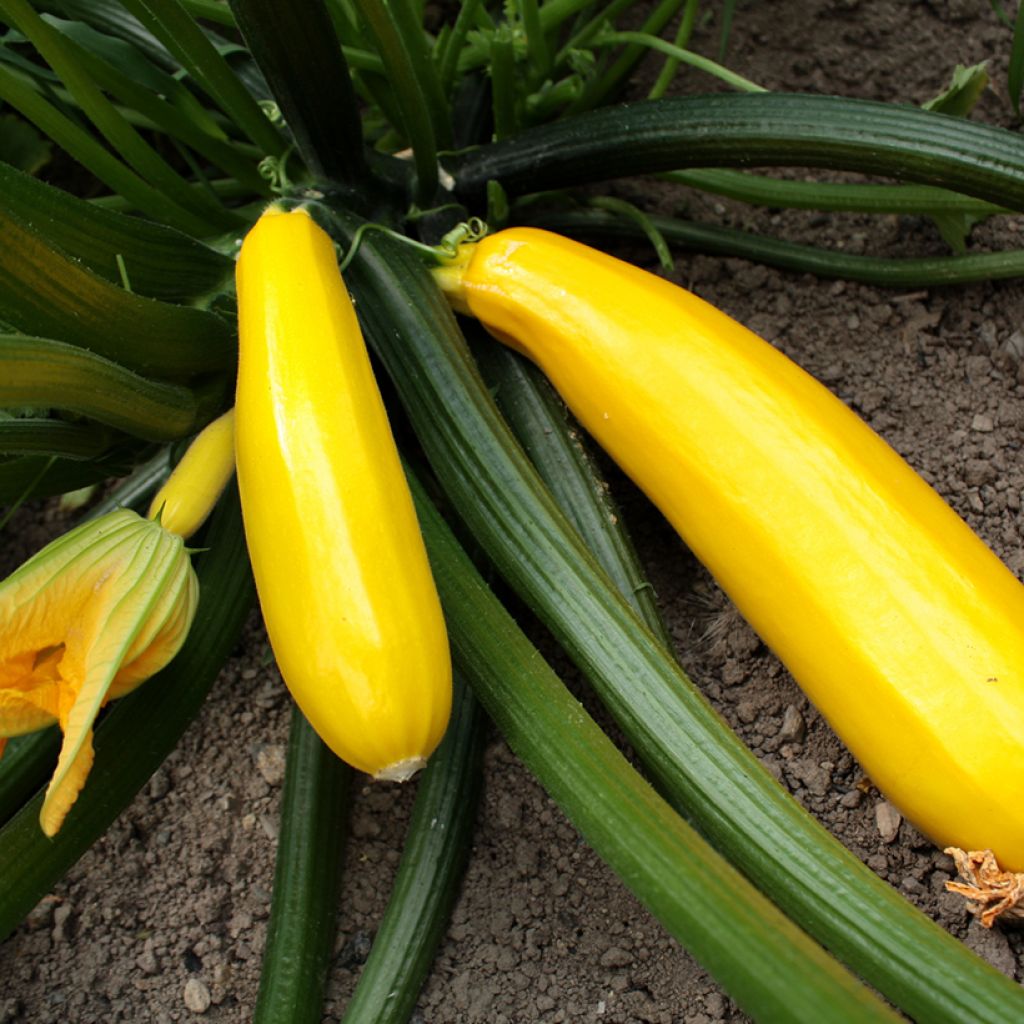 Courgette Orelia F1 plantas jovens