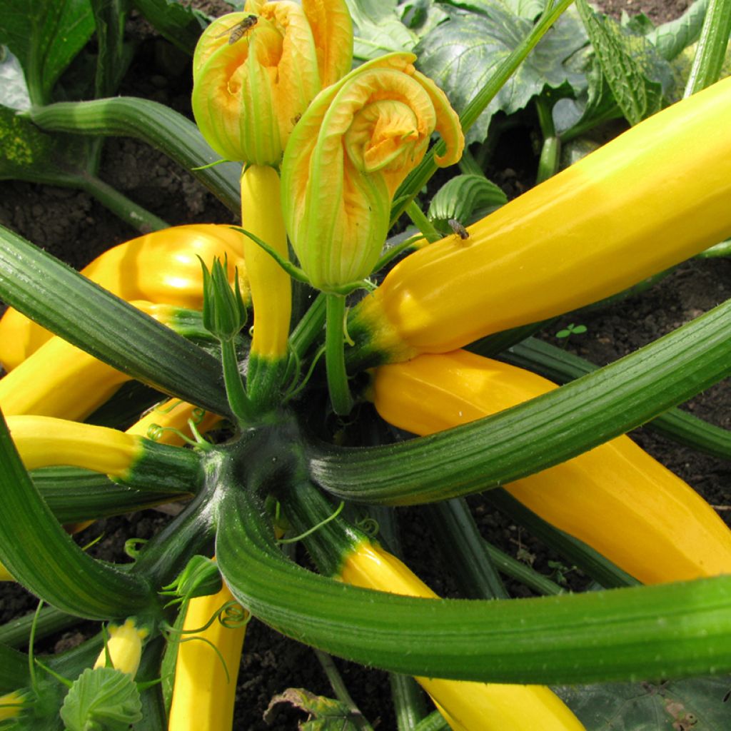 Courgette Sebring F1 plantas jovens enxertadas