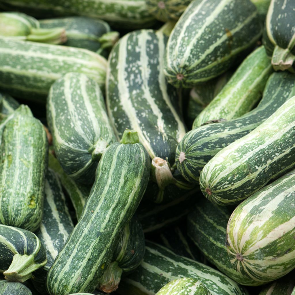 Courgette não trepadeira da Itália Vilmorin