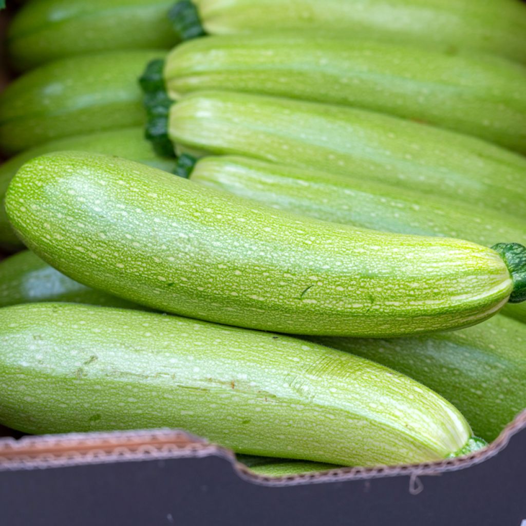 Courgette precoce para hortícola Vilmorin