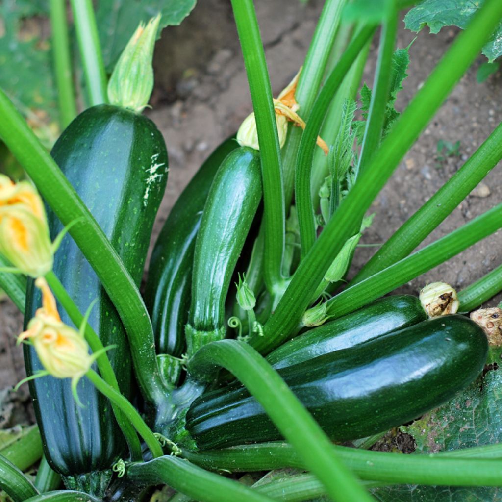 Courgette verde preta Bio para horta Vilmorin