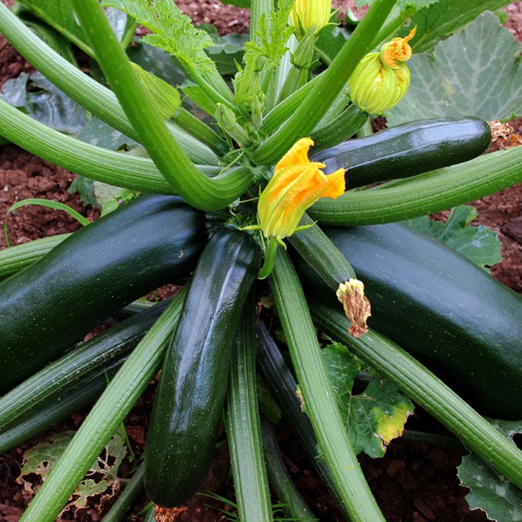Courgette verde preta para horta Vilmorin