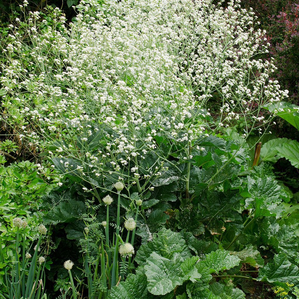 Crambe cordifolia