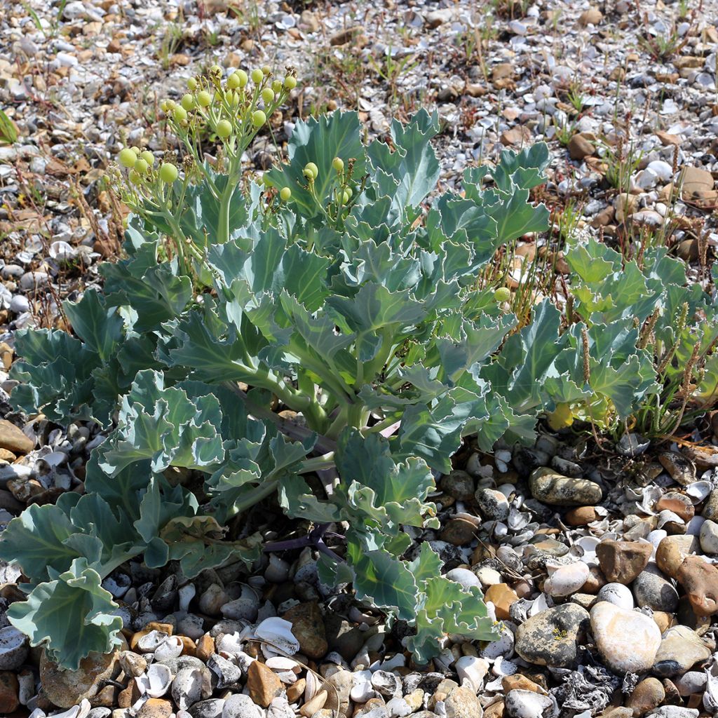 Crambe maritima