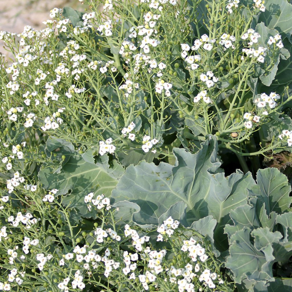 Crambe maritima