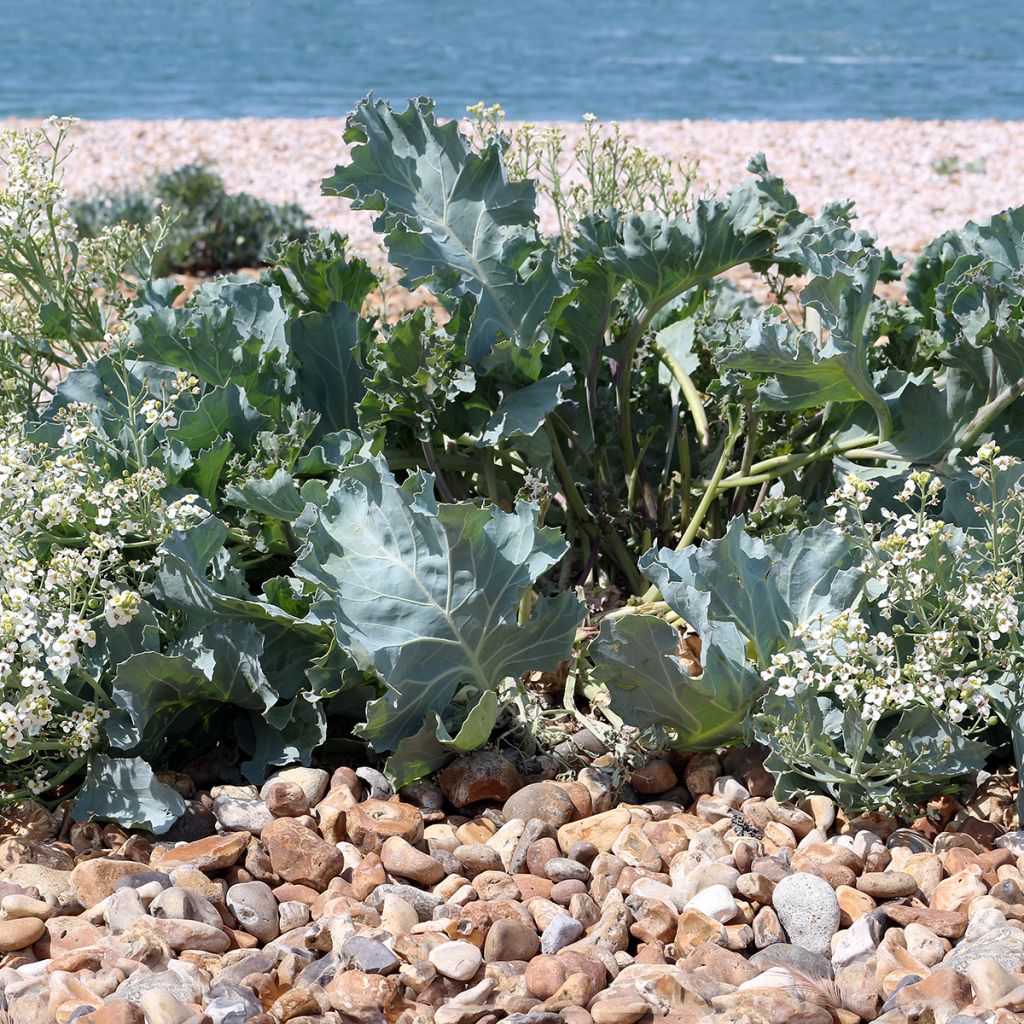 Crambe maritima