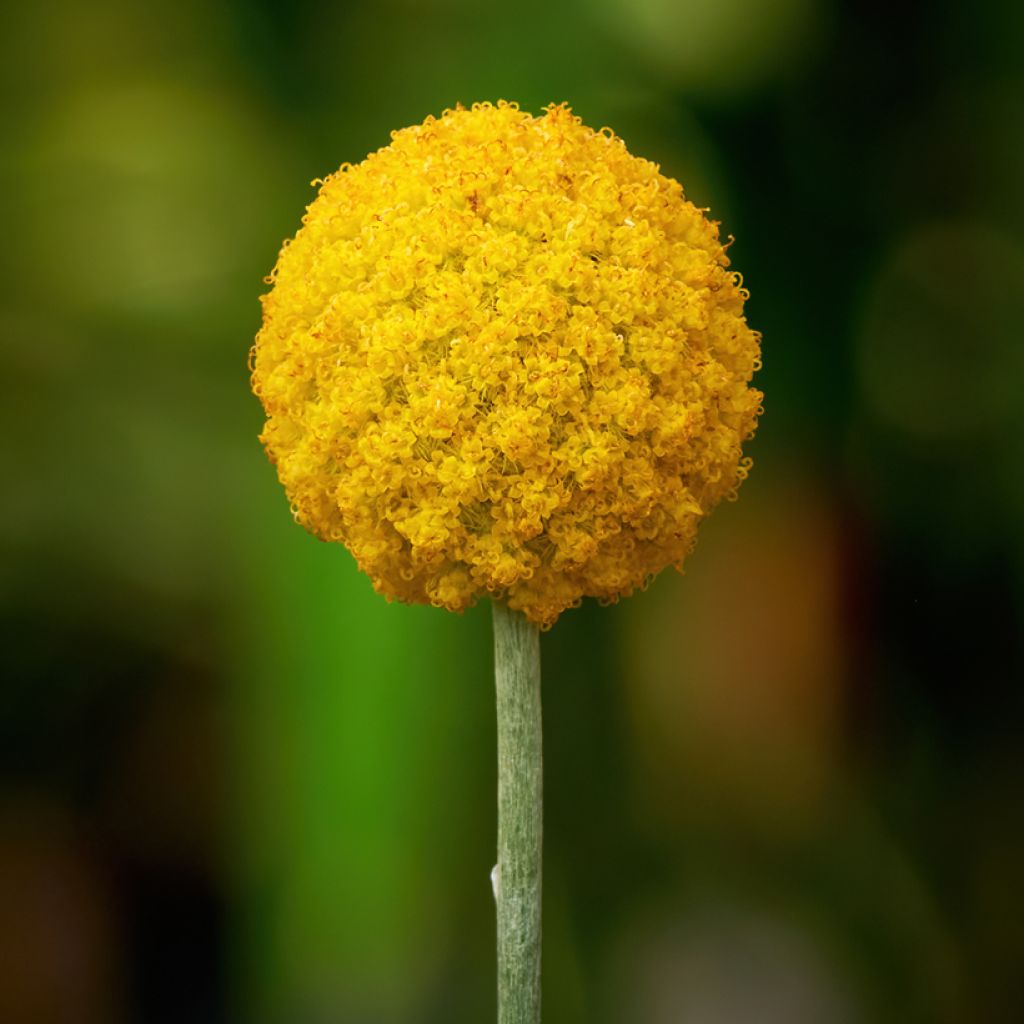 Craspedia globosa Golf Beauty