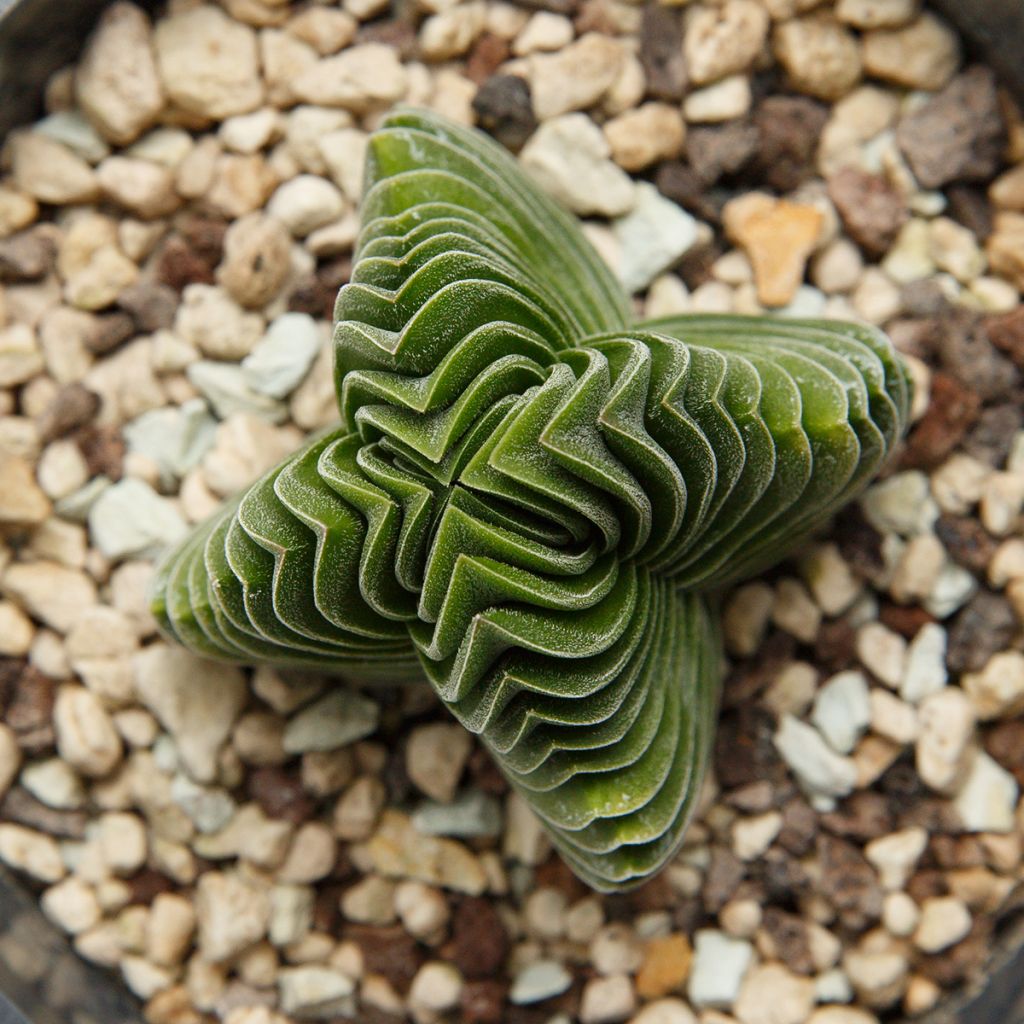 Crassula Buddha's Temple